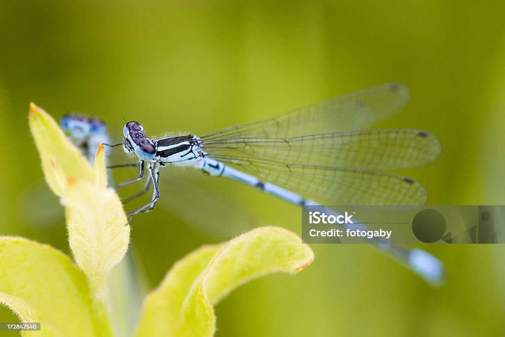 Hufeisen-Azurjungfer - Lizenzfrei Blau Stock-Foto