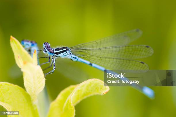 Coenagrion Puella - Fotografias de stock e mais imagens de Agarrar - Agarrar, Animal, Animal selvagem