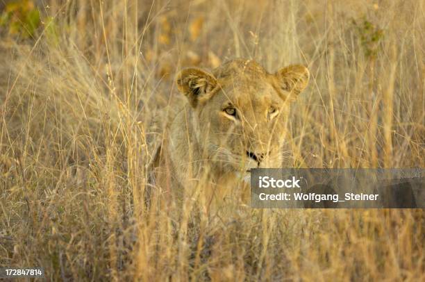 Donna Leone Dietro Alte Grasso - Fotografie stock e altre immagini di Africa - Africa, Animale, Animale da safari