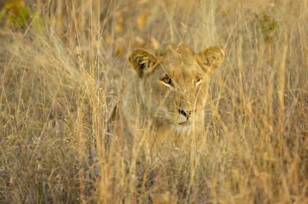 istock Female lion behind high gras 172847814