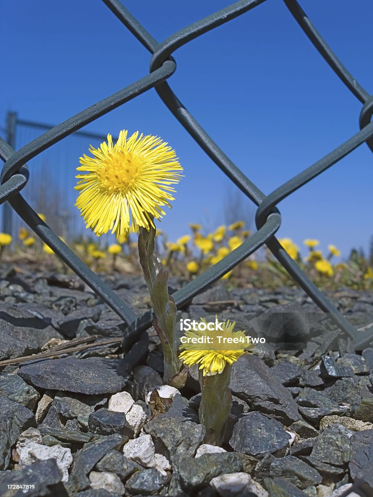 Springflowers: Coltsfoot(Tussilago Farfara) Blossom of Coltsfoot (Tussilago Farfara) against the deep blue sky. Shallow depth of field. Beauty In Nature Stock Photo