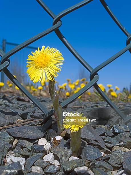 Springflowers Coltsfoot Stock Photo - Download Image Now - Beauty In Nature, Blossom, Botany