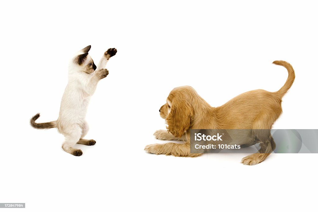 time to game -cocker spaniel 2 months-siamese cat 3 months Dog Stock Photo