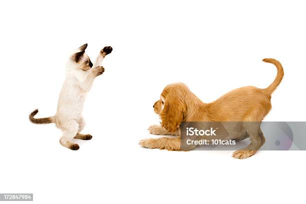 Time To Game Stock Photo - Download Image Now - Dog, Tail, Domestic Cat