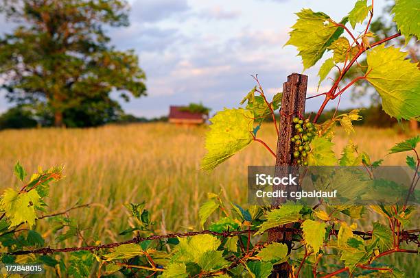 Foto de Novo Uvas e mais fotos de stock de Indiana - Indiana, Celeiro, Vinhedo