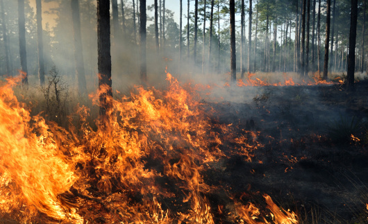 Prescribed burn in long-leaf pine forest