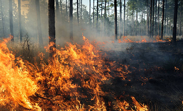 The middle of a forest fire Prescribed burn in long-leaf pine forest forest fire photos stock pictures, royalty-free photos & images