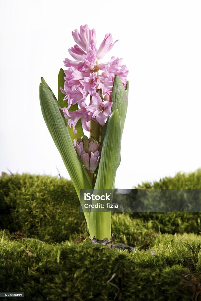 single pink hyacinth single pink hyacinth with a moss isolated on white Beauty Stock Photo