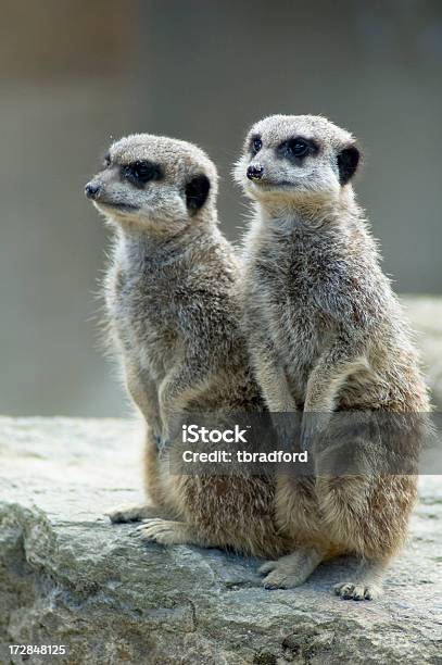 Photo libre de droit de Alerte Meerkats Deux banque d'images et plus d'images libres de droit de Afrique - Afrique, Agent de sécurité, Animaux à l'état sauvage