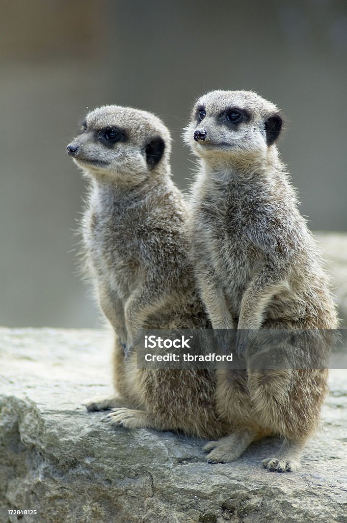 Due avviso suricati - Foto stock royalty-free di Africa