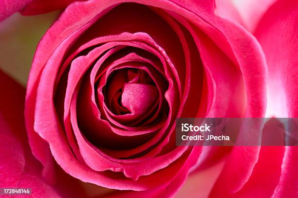 내부 다크 핑크 화이트 로즈 전체 프레임 0명에 대한 스톡 사진 및 기타 이미지 - 0명, 꽃 한송이, 꽃-식물
