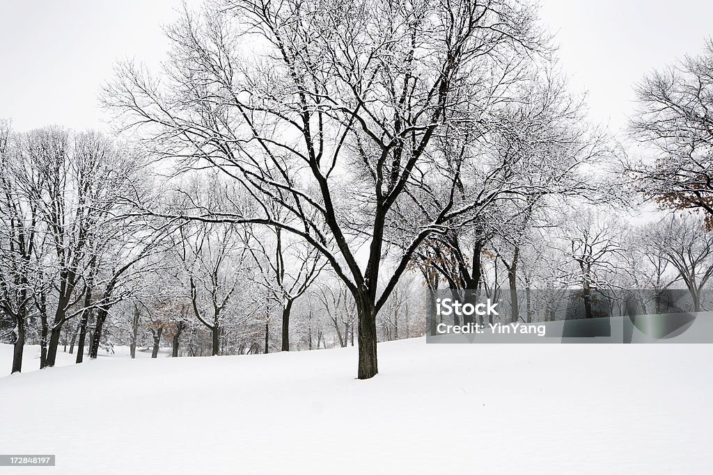 Winter Snow Scene "Subject: Winter snow scene in the forest.Location: Minneapolis, Minnesota, USA" Barren Stock Photo