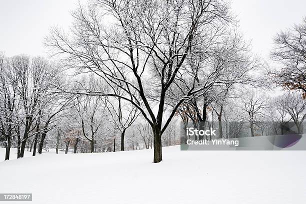 Winter Snow Scene Stock Photo - Download Image Now - Barren, Cold Temperature, Copy Space