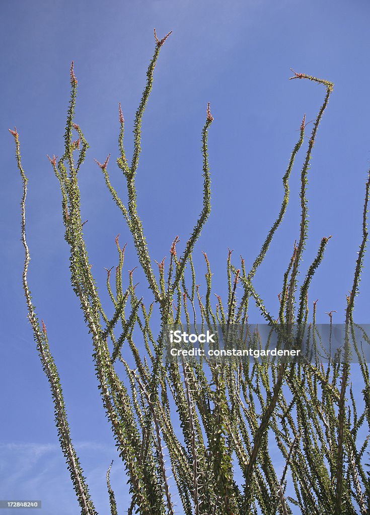 Ocotillo em Bloom - Royalty-free Alto - Descrição Física Foto de stock