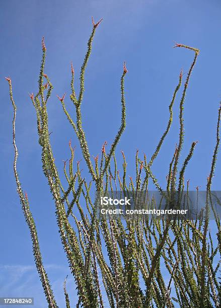 Ocotillo В Bloom — стоковые фотографии и другие картинки Ocotillo Cactus - Ocotillo Cactus, Organ Pipe Cactus National Monument, Аризона - Юго-запад США