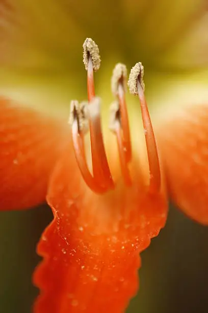 Closeup of the stigmata on a yellow orange Day Lily flower