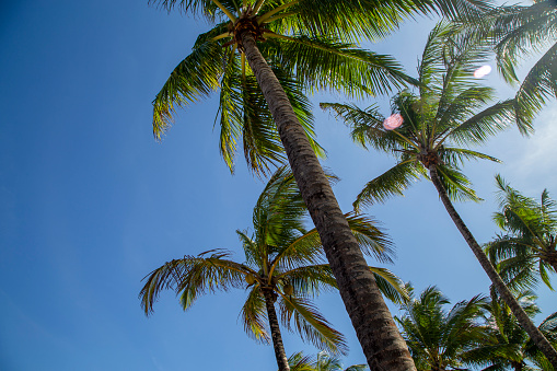 Tropical island palm trees