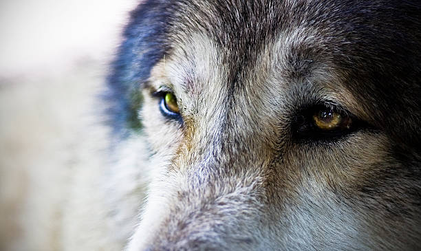 istock Male Wolf Extreme Closeup on Eyes 172848572