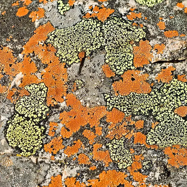 Colourful Lichen growing on a granite rockface