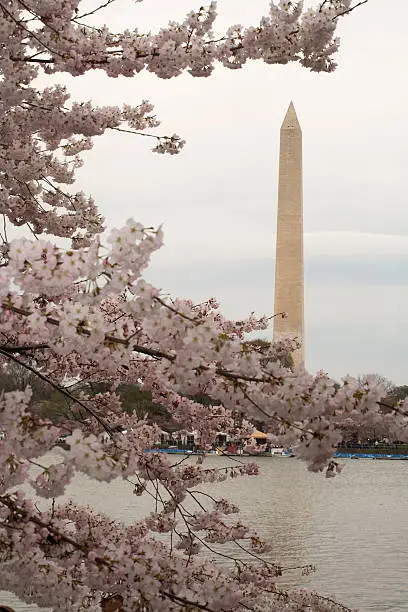 Sprint time in Washington means Cherry Trees and beautiful vistas of the monuments.