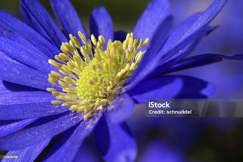 Голубой anemones цветок - Стоковые фото Анемона роялти-фри