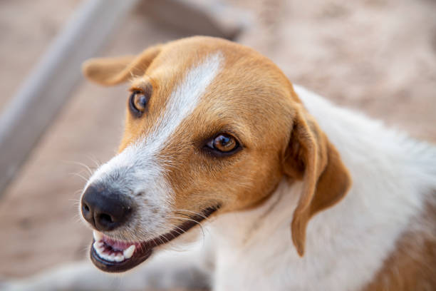 Brazilian caramel mutt dog at the beach sand