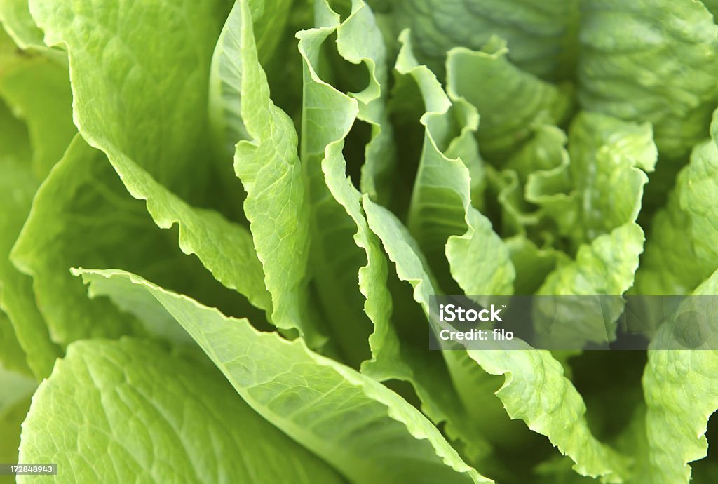 Frischer Salat - Lizenzfrei Eisbergsalat Stock-Foto