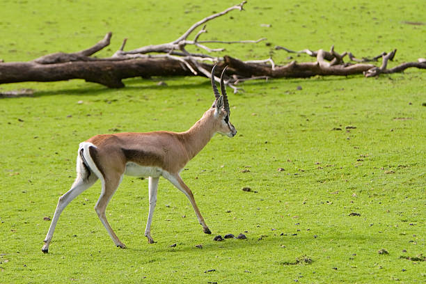 impala antelope stock photo
