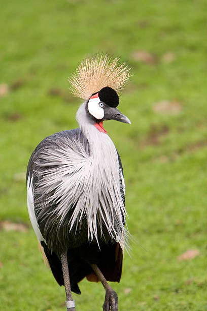 istock east african crowned crane 172848974