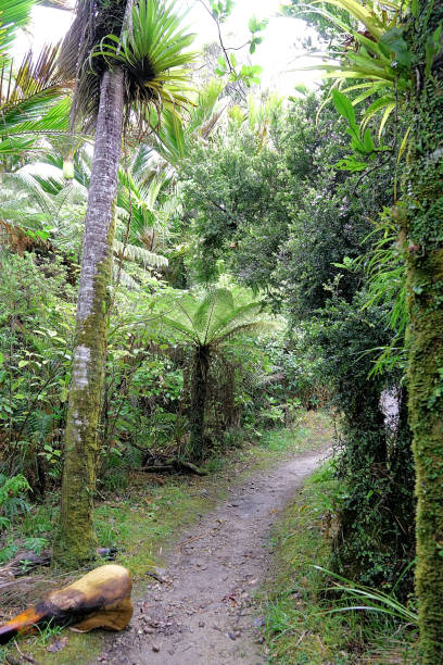 istock New Zealand South Island 1728493220