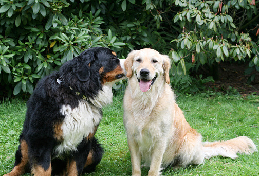 Bernese Mountain Dog talking with Golden Retriever