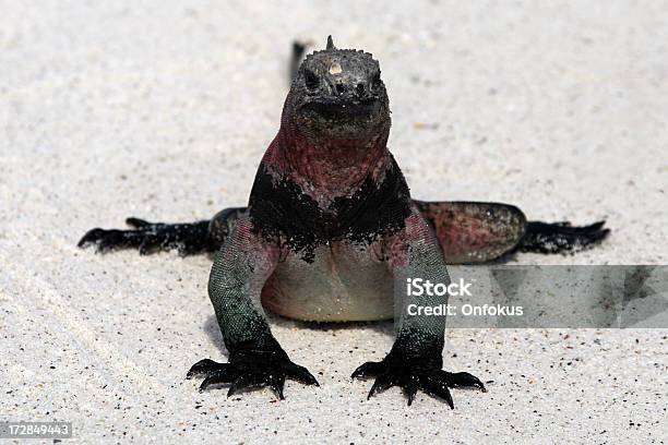 Close Up Of A Galapagos Iguana Stock Photo - Download Image Now - Animal, Animal Themes, Animal Wildlife