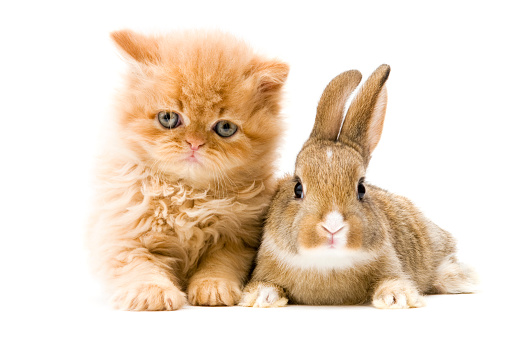 persian cat and rabbit ( 2 months )
