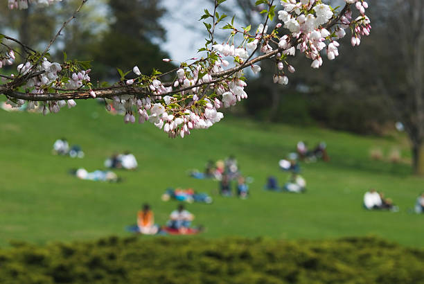 istock Blossom in the park 172850059
