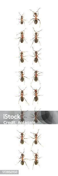 Dieciséis Ants Foto de stock y más banco de imágenes de Fila - Arreglo - Fila - Arreglo, Hormiga, Fondo blanco