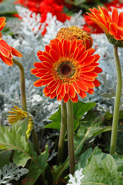 Laranja Sunflowers - fotografia de stock