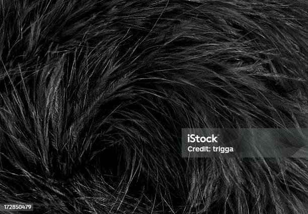 ブラックのフェザース - フェザーのストックフォトや画像を多数ご用意 - フェザー, 黒色, 背景