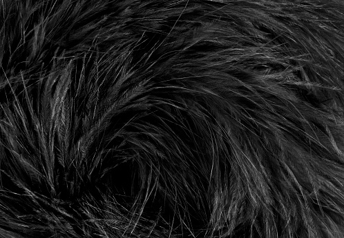 Black feather boa - shallow dof