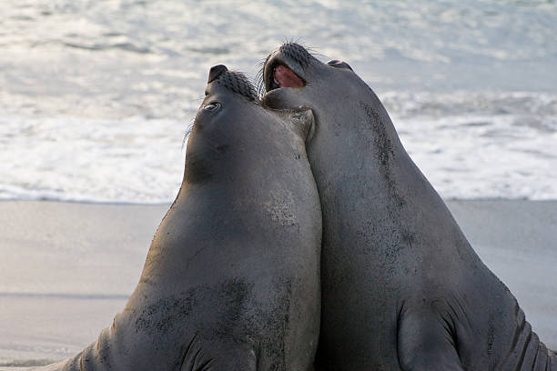 istock Baby Elephant Seals Playfighting 172850642