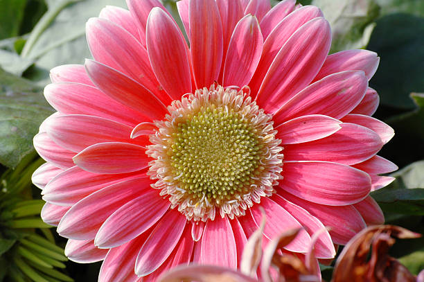 Flor-de-rosa - fotografia de stock