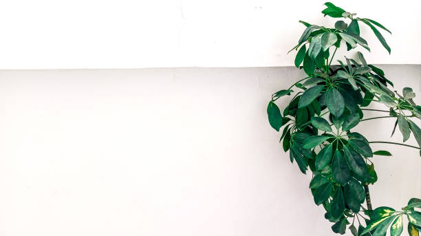 istock Concrete cement background and natural green plants leaves with text space. 1728507493