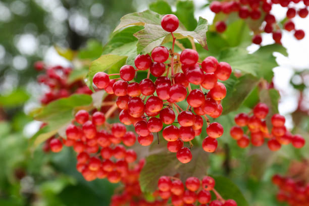istock Beautiful viburnum shrub with ripe berries outdoors 1728508564