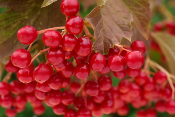 istock Beautiful viburnum shrub with ripe berries outdoors, closeup 1728508573