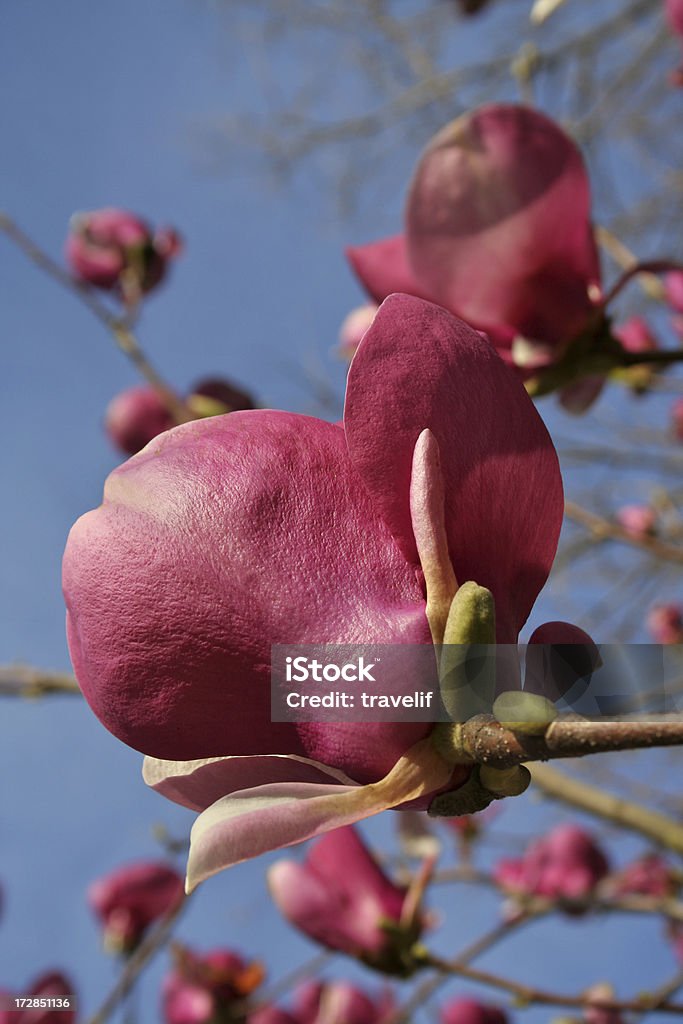 Éclosion d'une fleur de printemps les panneaux - Photo de Arbre en fleurs libre de droits