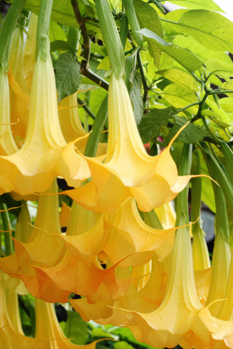 Yellow datura flowers
