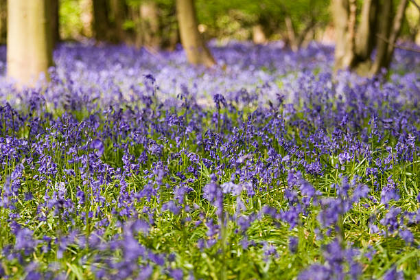 istock Carpet of Bluebells 172851282