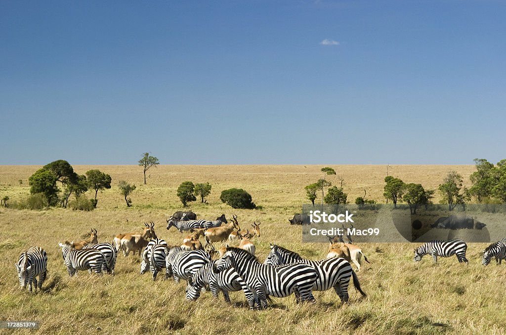 Masai Mara Grass Stock Photo