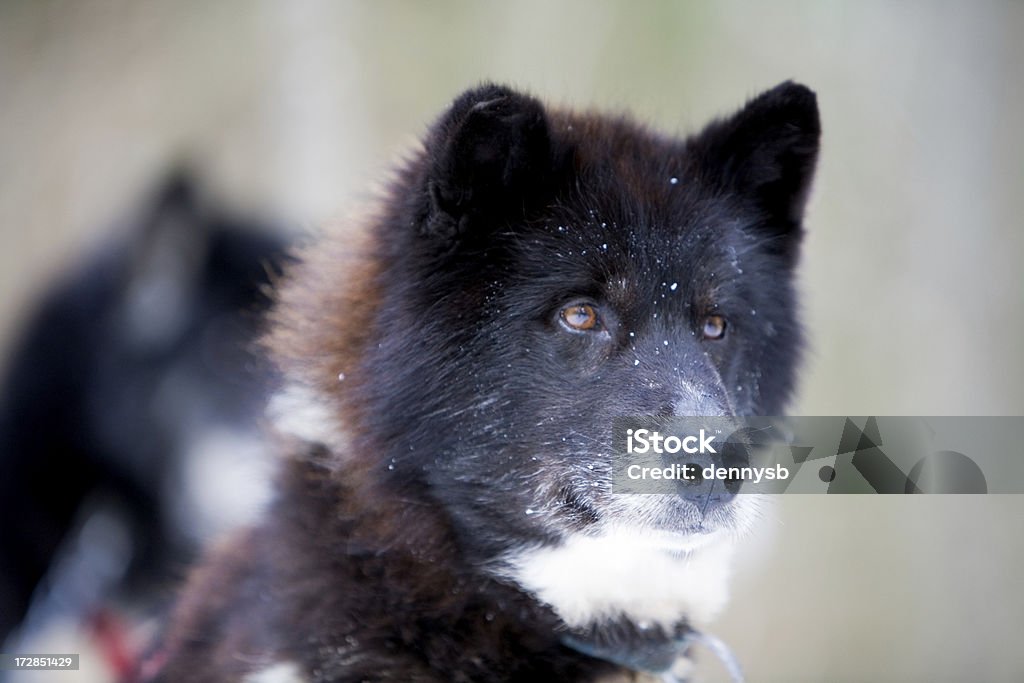 Der kanadischen Inuit) Alaskan Malamute - Lizenzfrei Dressierter Hund Stock-Foto