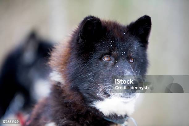 Der Kanadischen Inuit Alaskan Malamute Stockfoto und mehr Bilder von Dressierter Hund - Dressierter Hund, Ely - Minnesota, Eskimohund