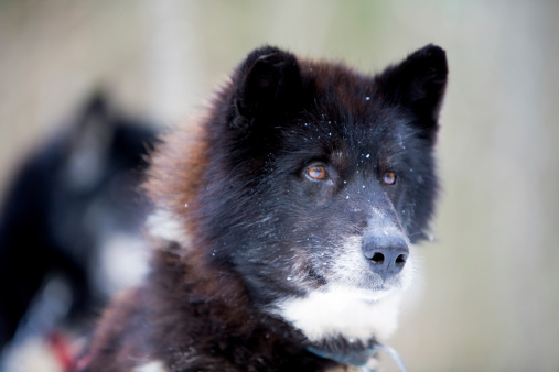 The Canadian Eskimo Dog is of powerful physique. The breed is not built for speed but rather for hard work in extremes harsh and cold conditions.